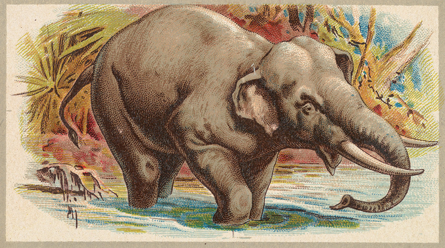 Indian Elephant, from the Animals of the World series (T180), issued by Abdul Cigarettes - The Jefferson R. Burdick Collection, Gift of Jefferson R. Burdick - THE MET